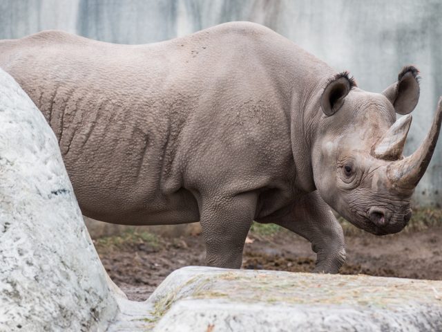 a photo of a Black Rhino shown from the side.