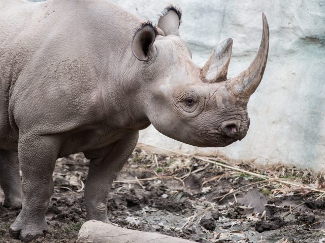 a photo of a Black Rhino