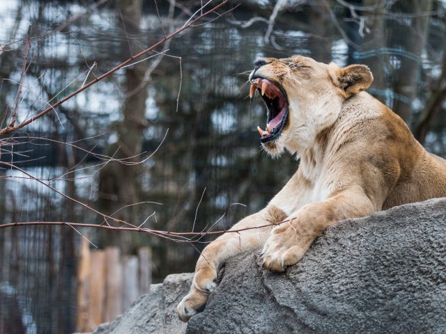 African lioness yawning on rock