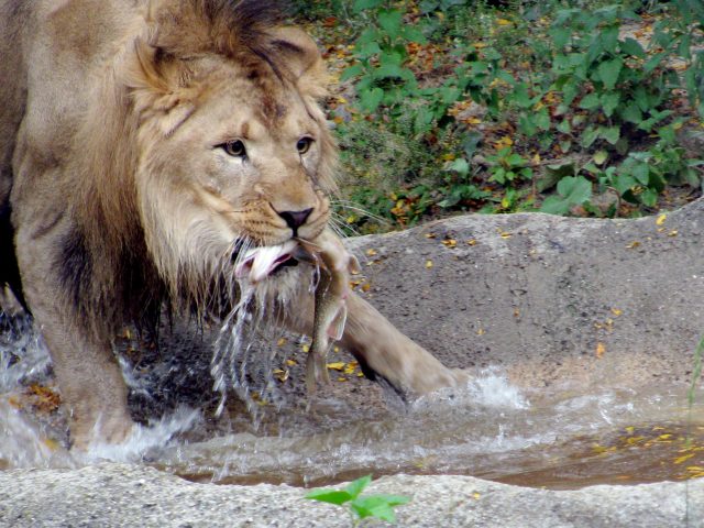 African Lion pulling fish from pond
