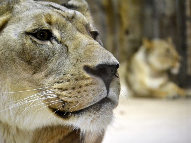 Close-up of African lioness