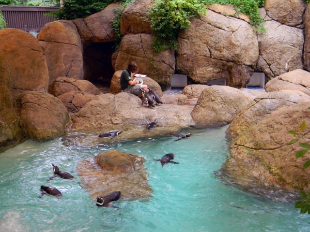 Magellanic penguins being fed by zookeeper