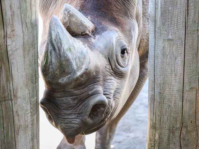 a closeup of a Black Rhino
