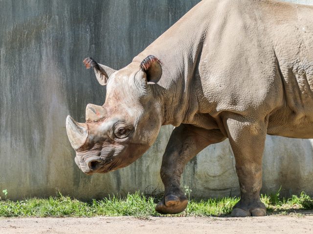 Black Rhino | Potter Park Zoo