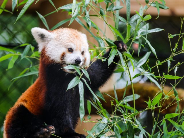 Red Panda | Potter Zoo