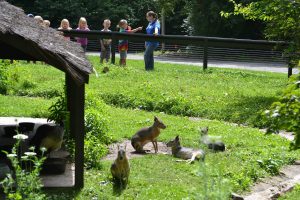 photo of kids outside at the zoo learning about animals.