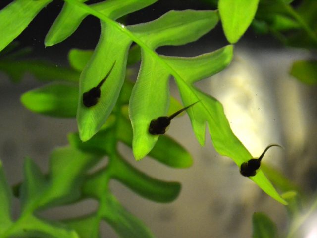 Puerto Rican Crested Toad Tadpoles
