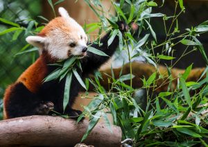photo of a red panda eating leaves.