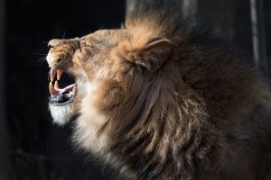 side view of a male lion growling.