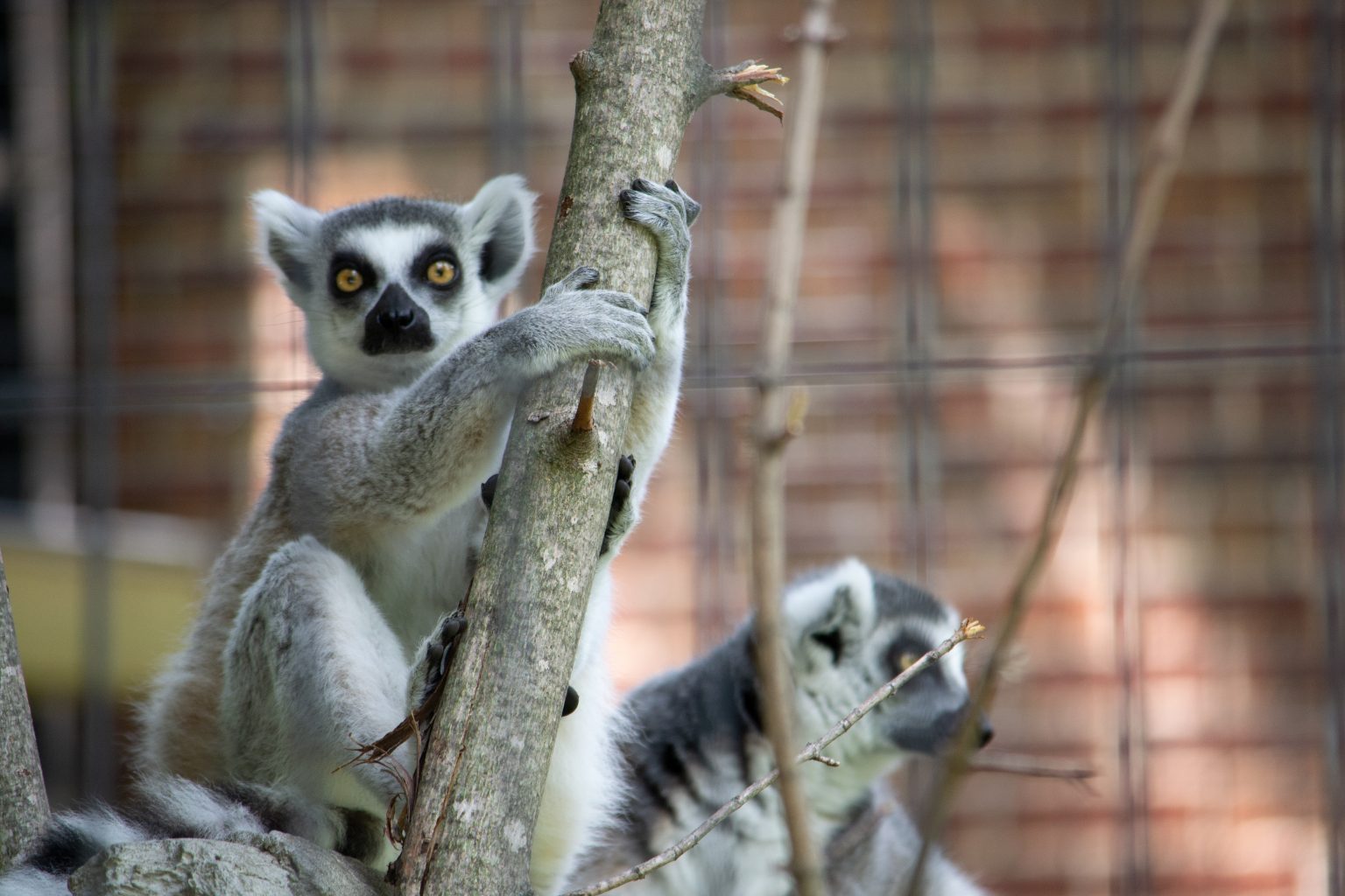 Homeschool Zoo Crew Potter Park Zoo