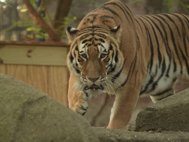 Photo of an Amur Tiger