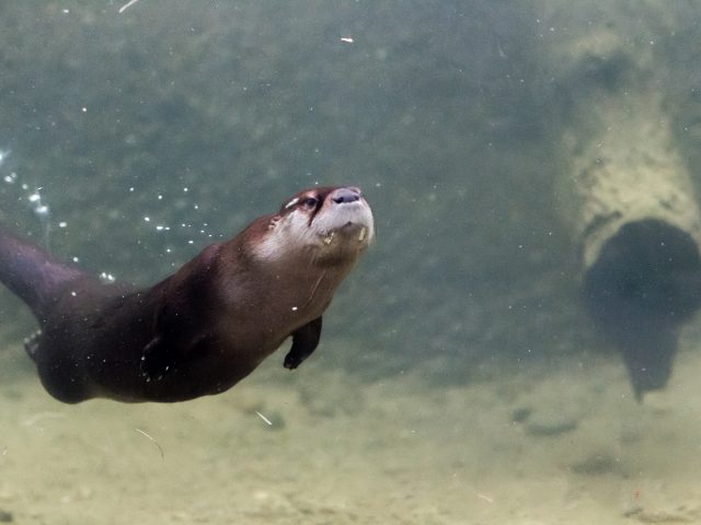 North American River Otter