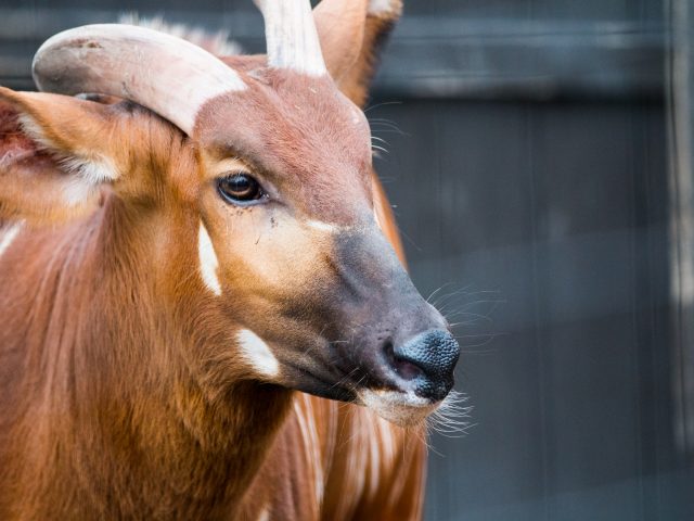 a photo of an Eastern Bongo looking off to right.