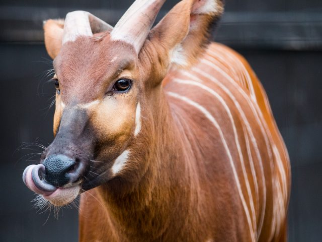 a photo of an Eastern Bongo looking off to the left.