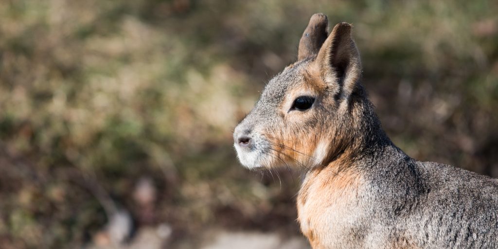 Patagonian Cavy