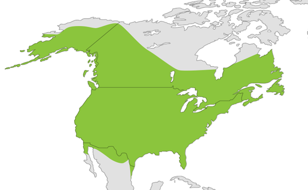 North American Bald Eagle location map