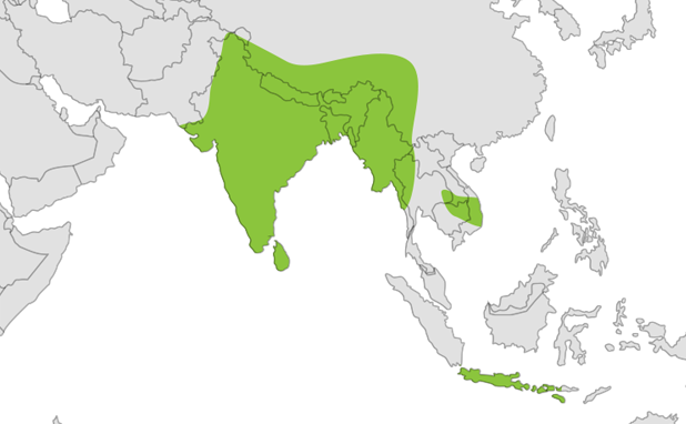 Peafowl location map