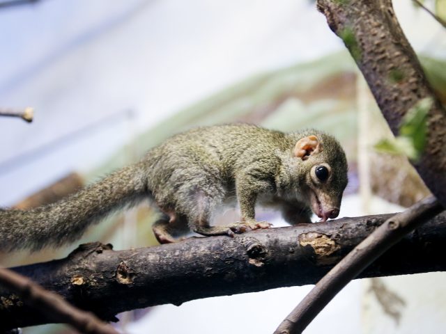 Northern Tree Shrew