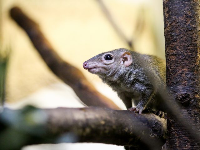 Northern Tree Shrew