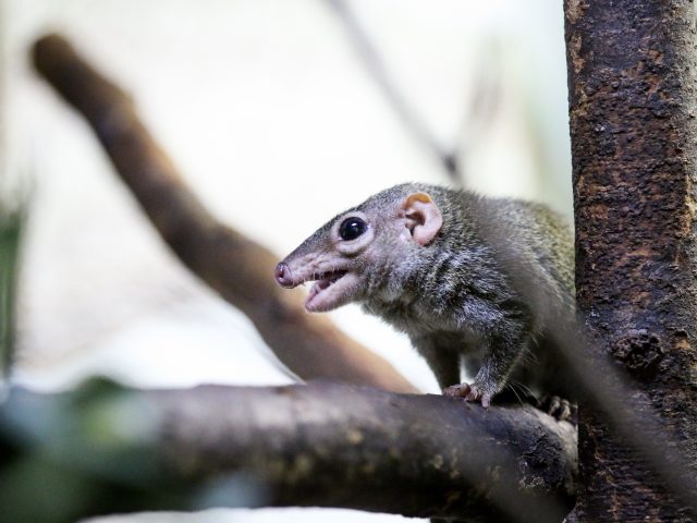 Northern Tree Shrew