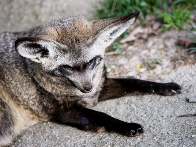 Bat Eared Fox Potter Park Zoo