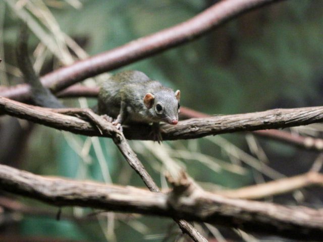Northern Tree Shrew