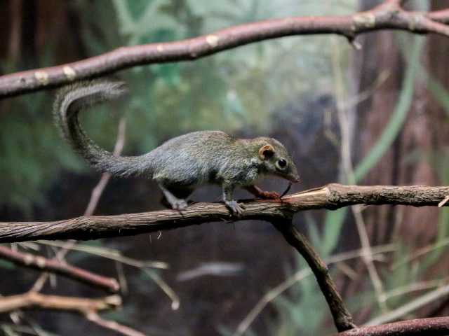 Northern Tree Shrew