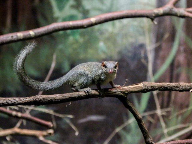Northern Tree Shrew