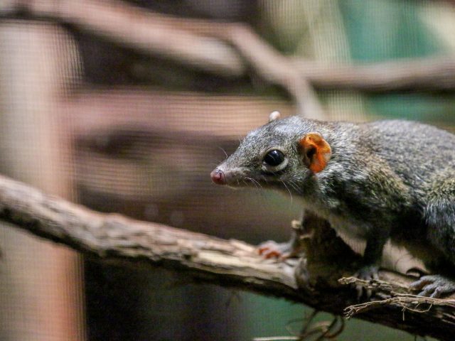 Northern Tree Shrew