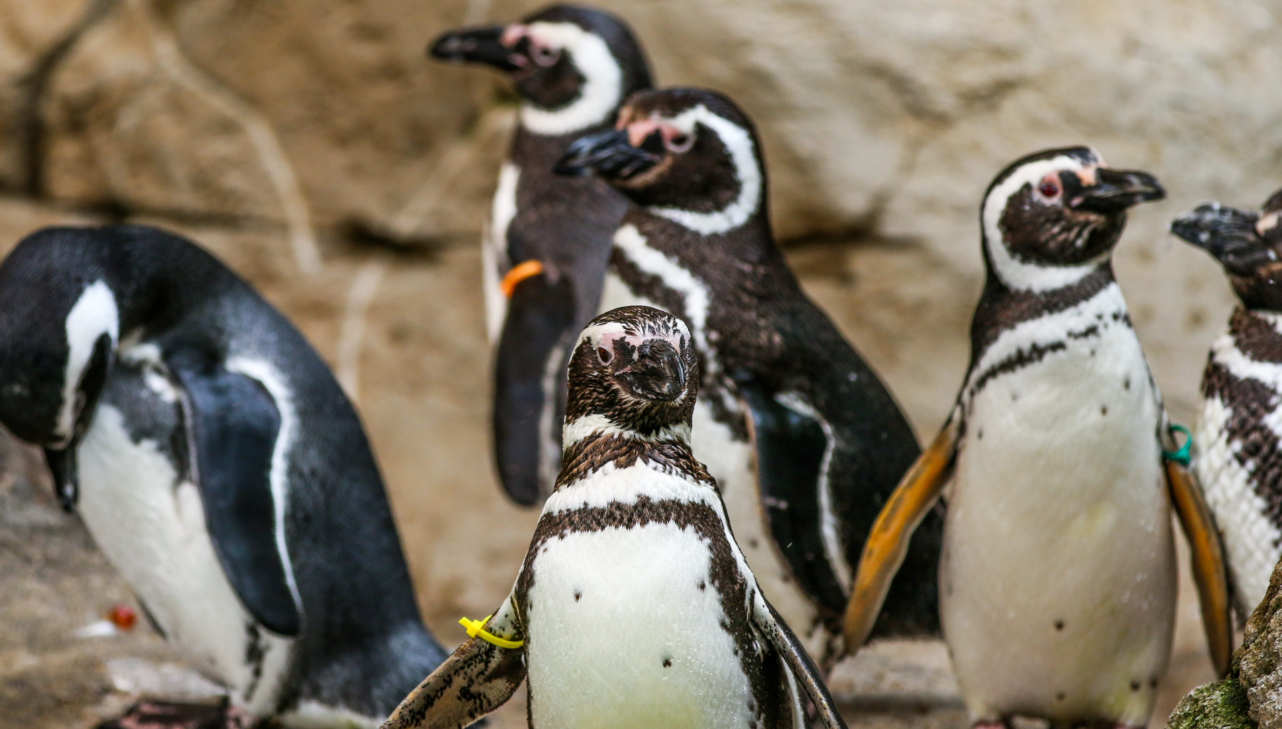 Magellanic Penguins