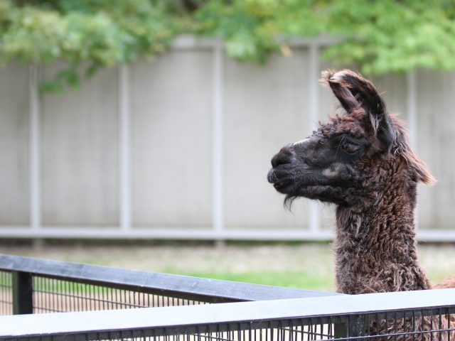 a photo of a Llama from the side.