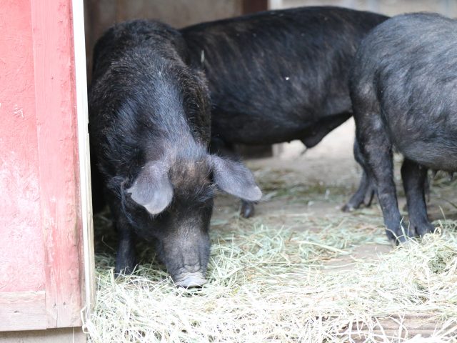 a photo of two black Pigs