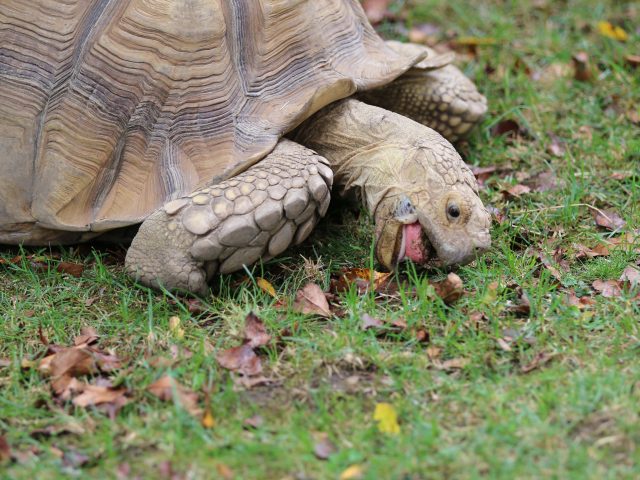 a photo of a Tortoise
