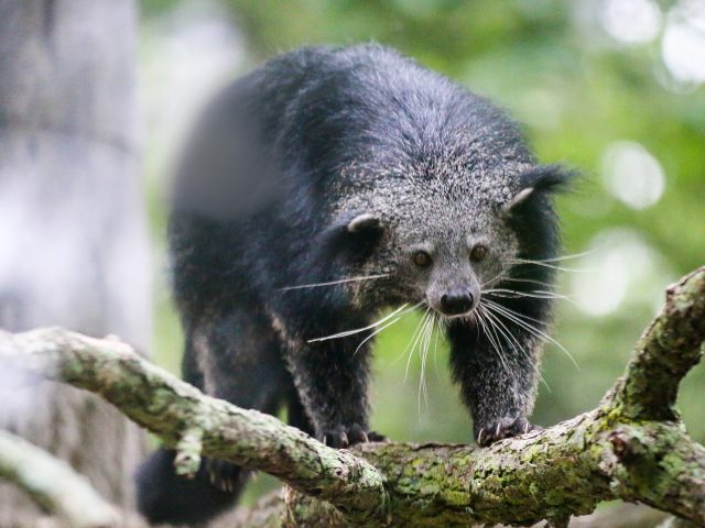 binturong plush