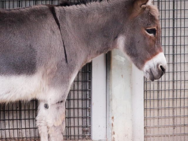 photo of a Donkey from the side.