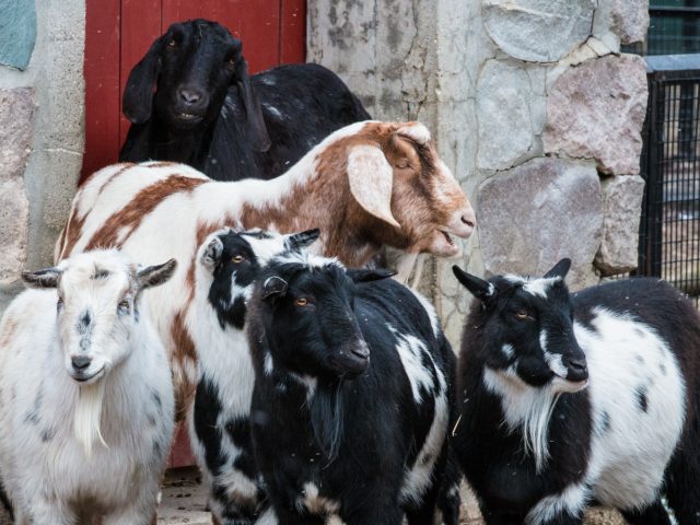 a photo of a group of Goats