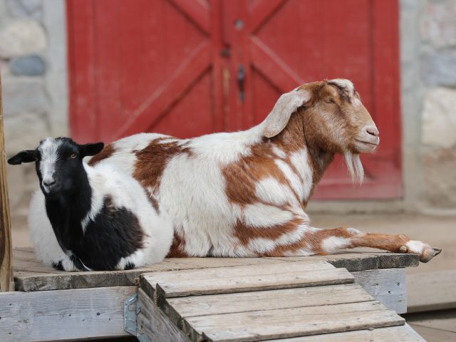 a photo Goats laying down.