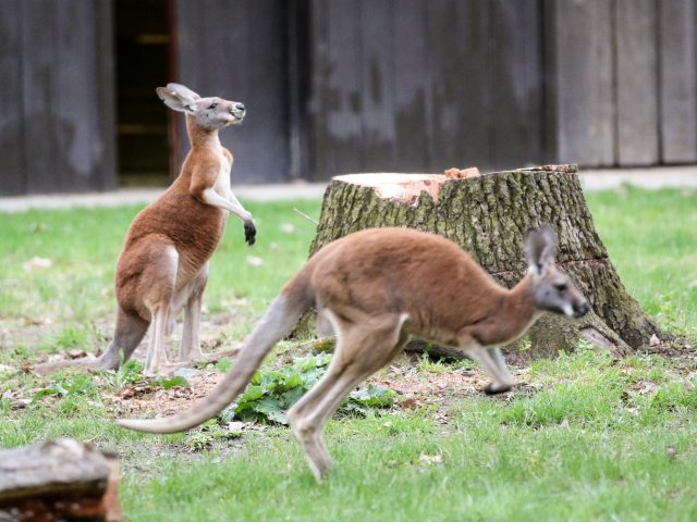 Red Kangaroos