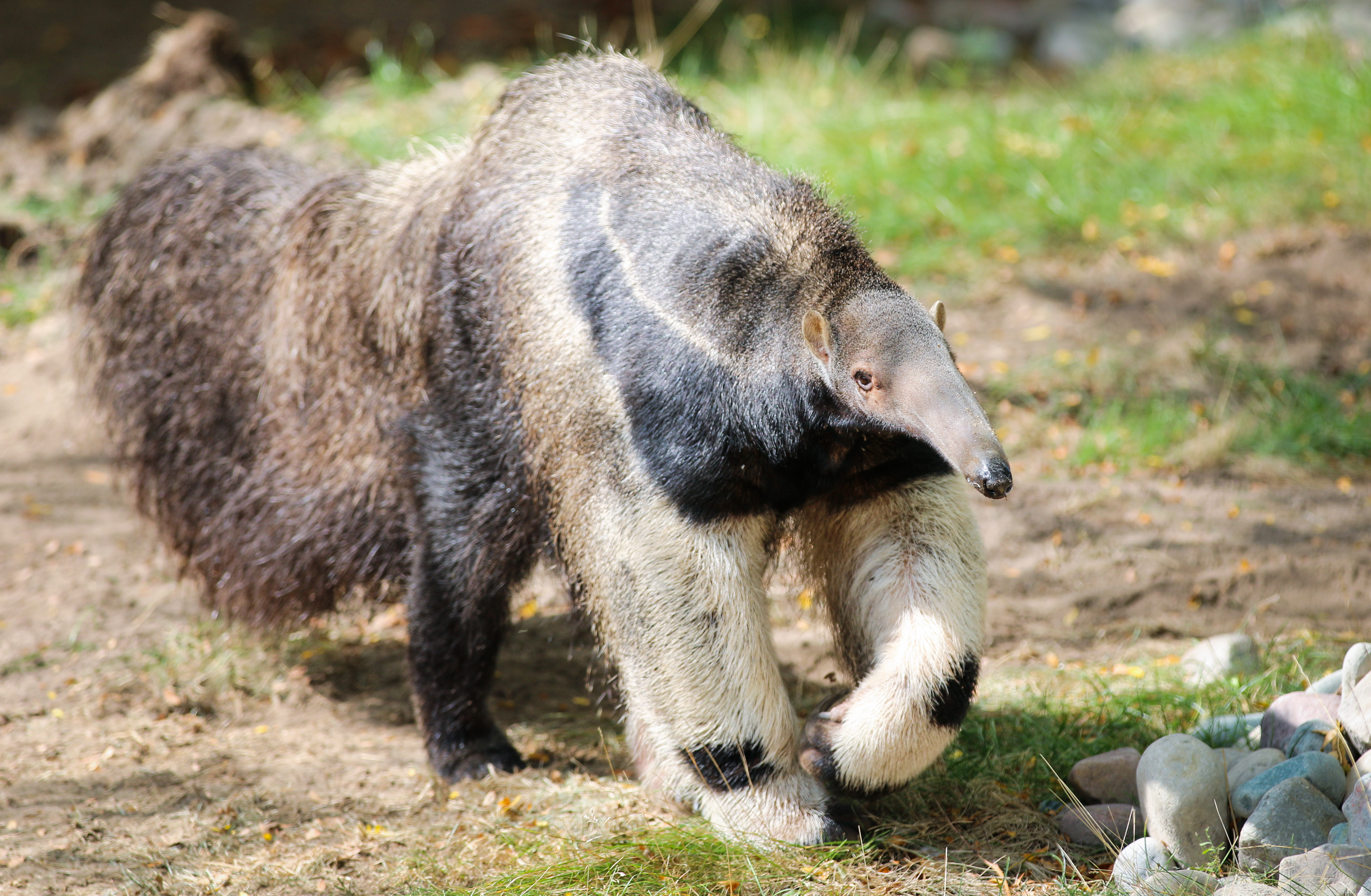 photo of a Giant Anteater walking towards the camera.