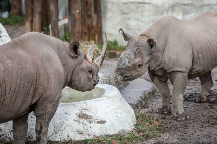 Black Rhino Introductions at Potter Park Zoo | Potter Park Zoo