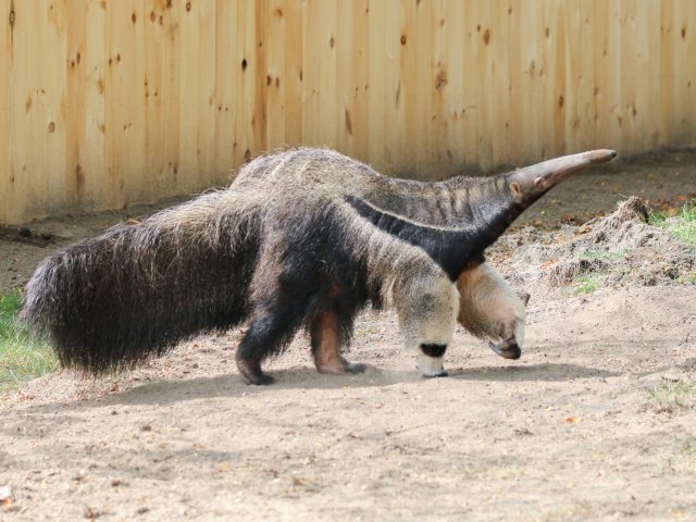 photo of a Giant Anteater walking.