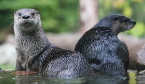 a photo of two otters.