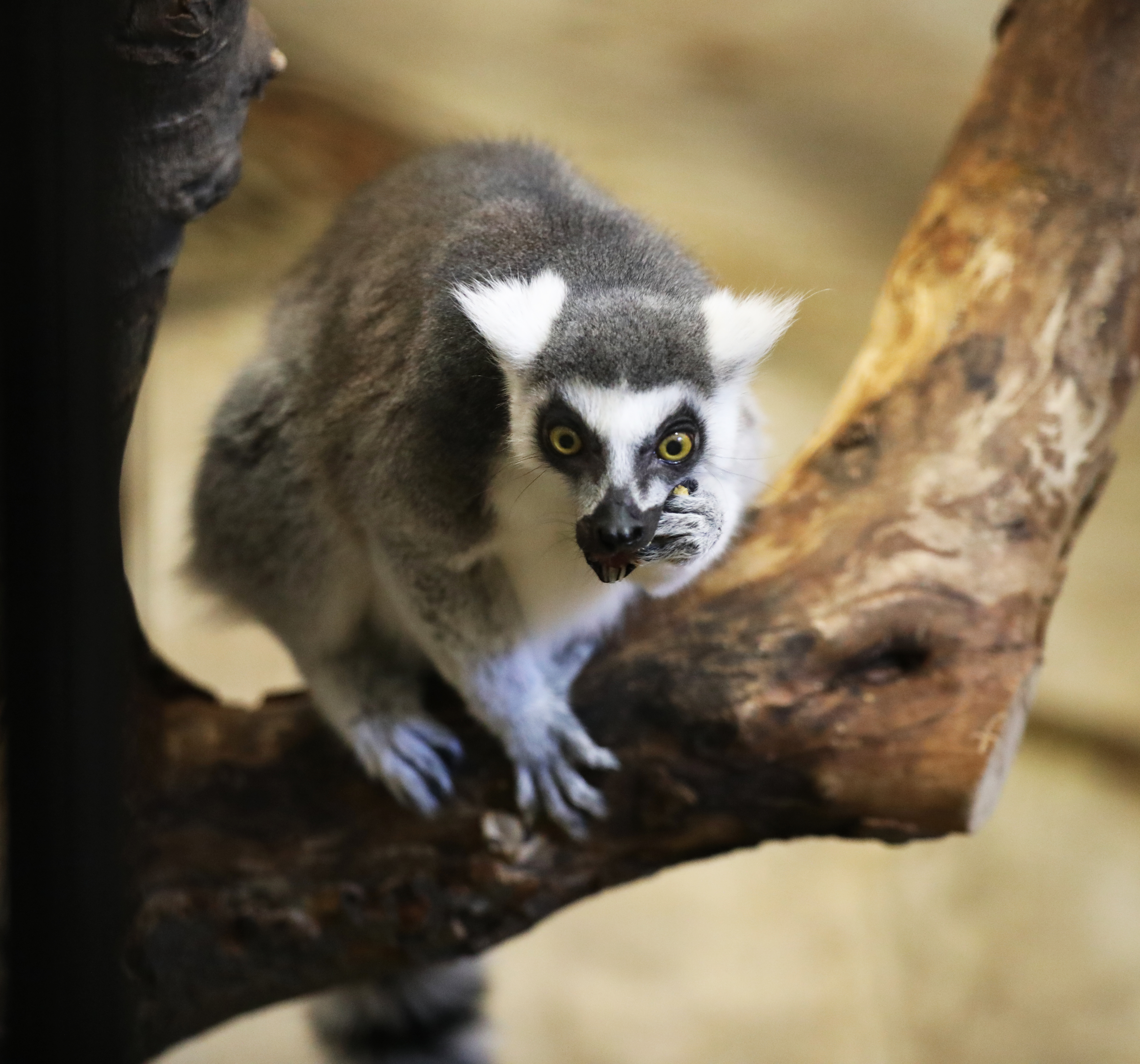 Many Madagascar Species Near Extinction | Potter Park Zoo
