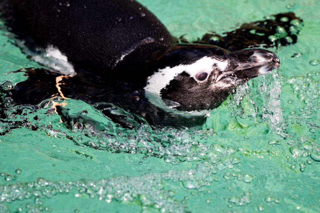 So, what’s the problem with disposable plastic water bottles? Potter