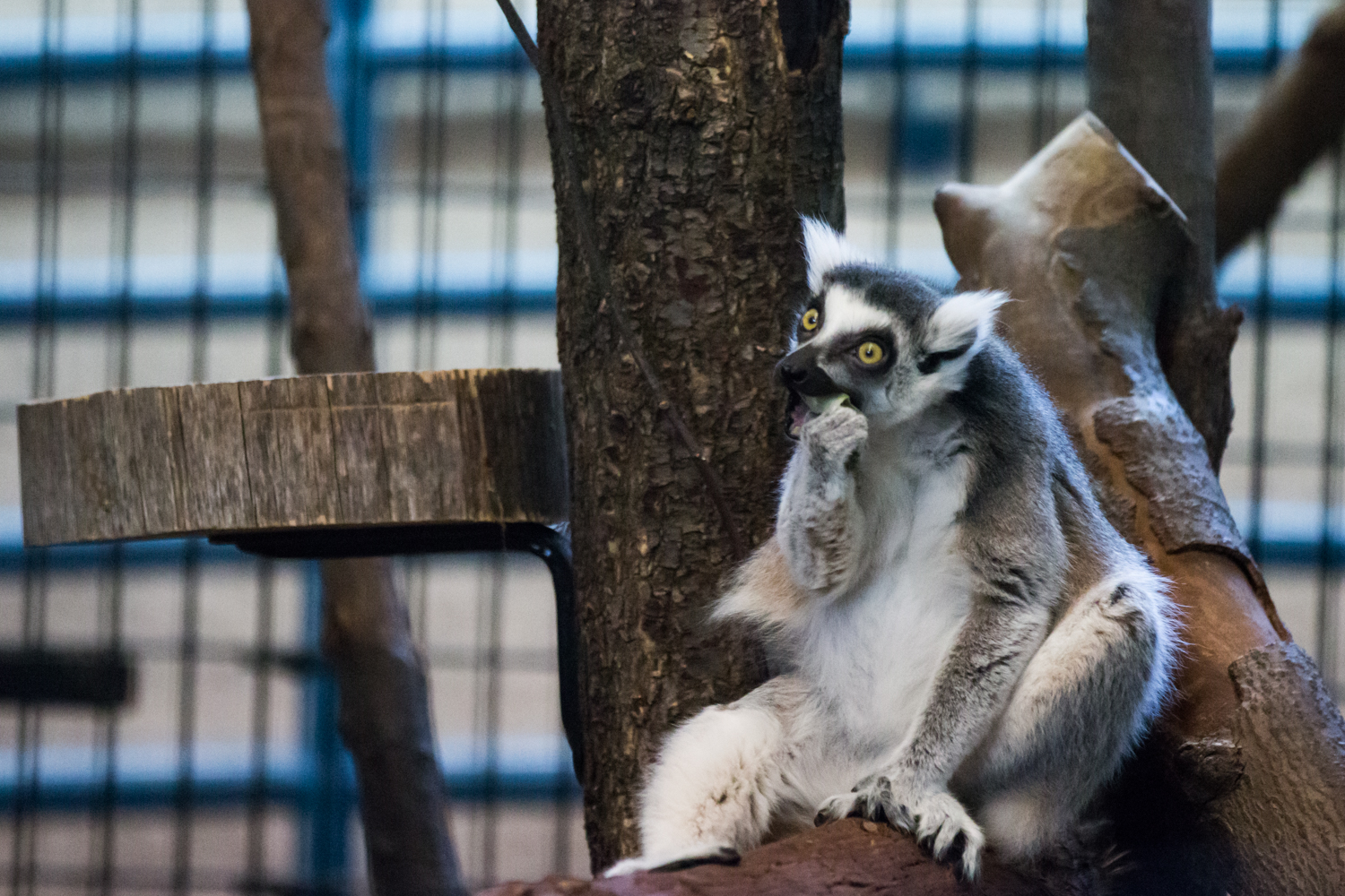 Many Madagascar Species Near Extinction | Potter Park Zoo