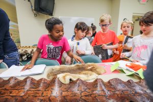 photo of kids looking at animal furs on a desk.