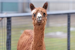 photo of a lama looking at the screen.