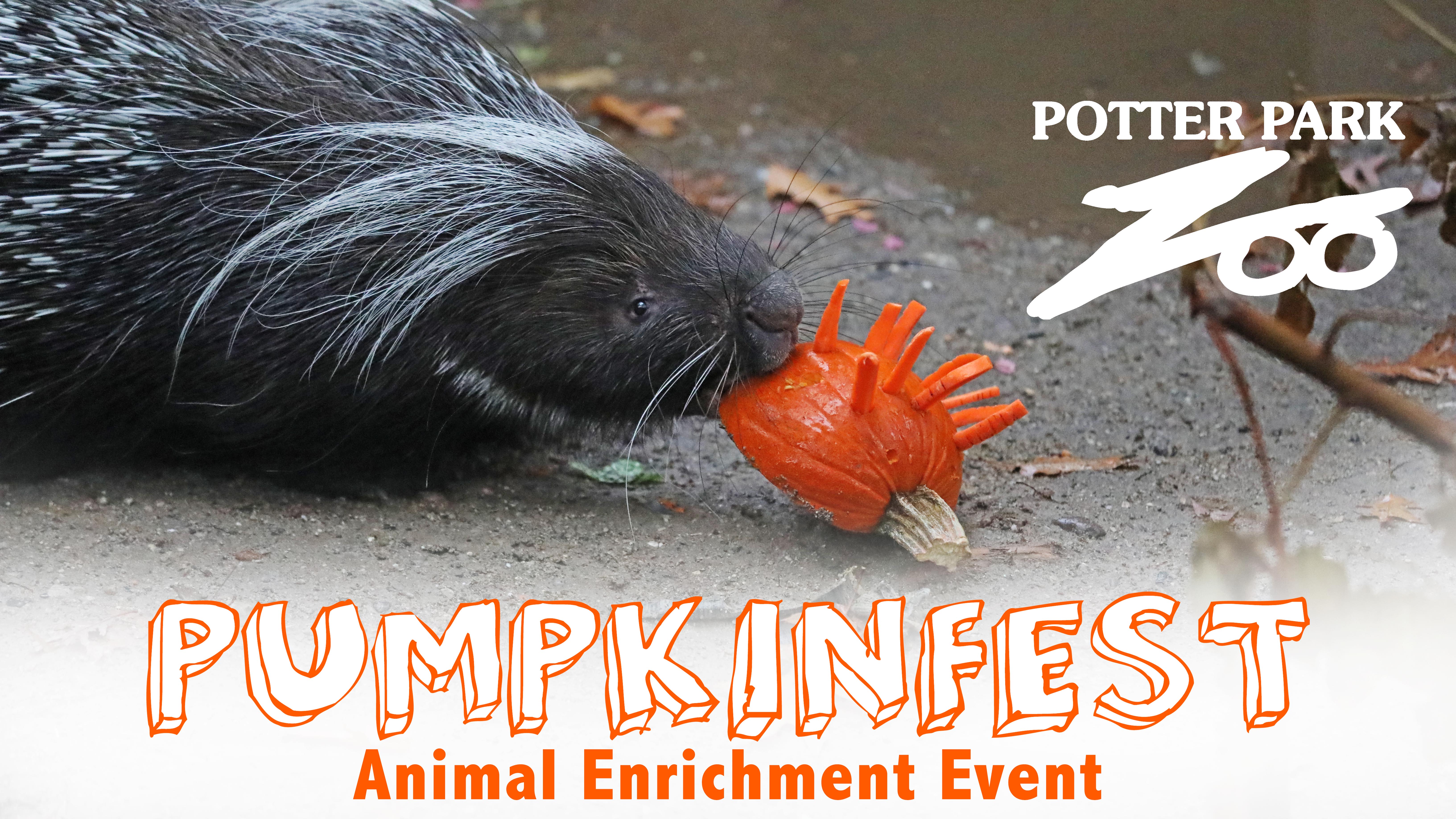 Pumpkinfest banner