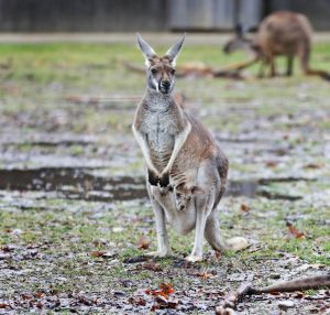 red kangaroo joey in pouch