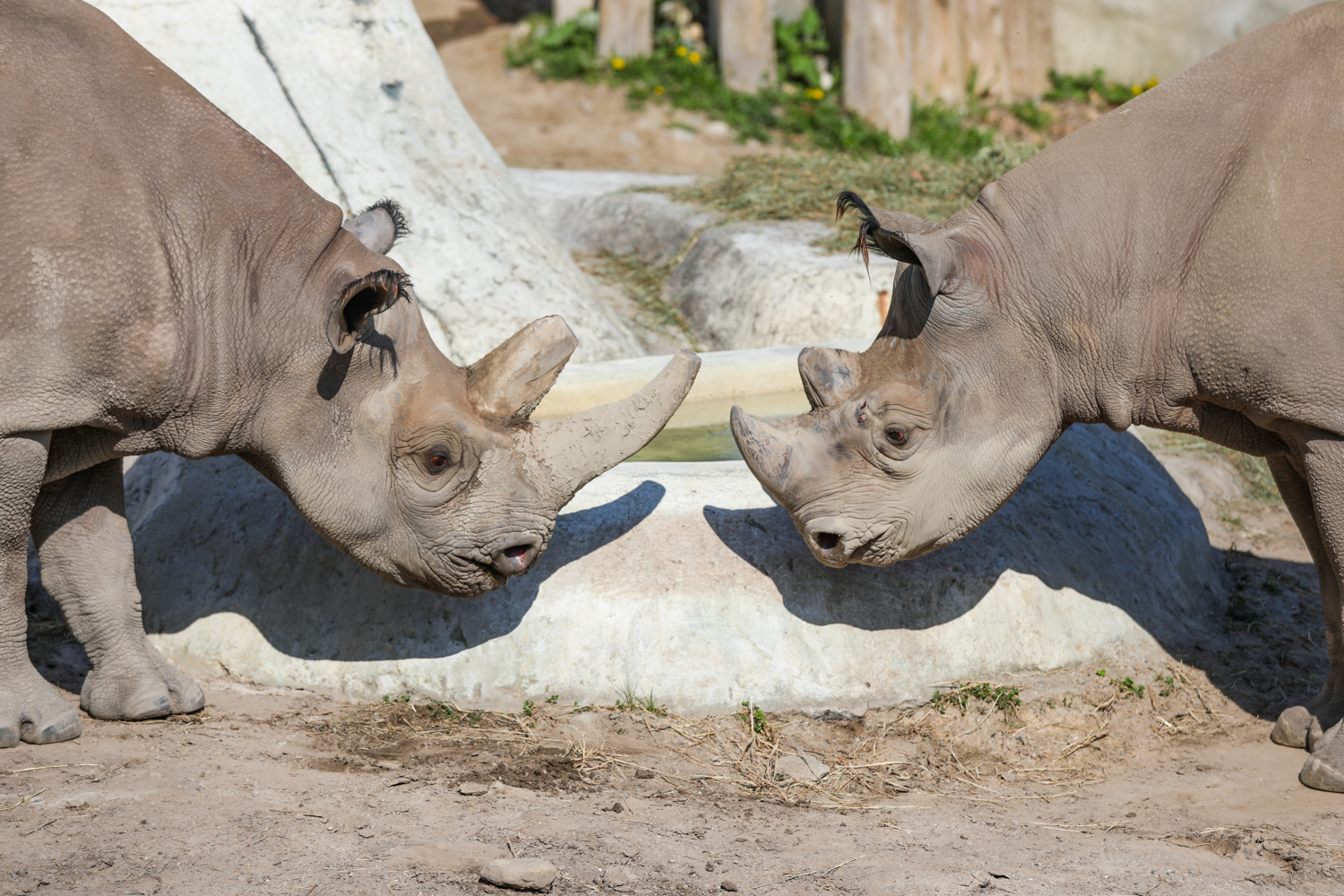 One Year Later: Potter Park Zoo Continues Eastern Black Rhino ...